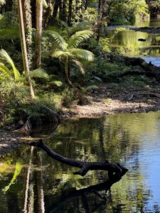 Daintree Regenwald, Australien